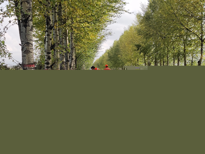 及时清扫路面垃圾.jpg