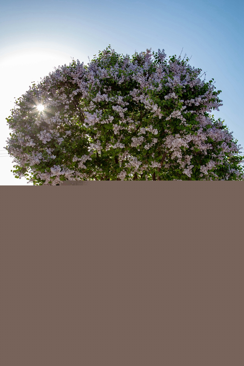丁香花开。张啸天 摄.jpg