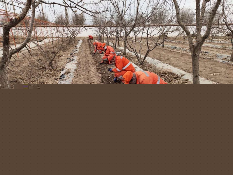 甘浚养管站种植蔬菜王怀贵摄.jpg